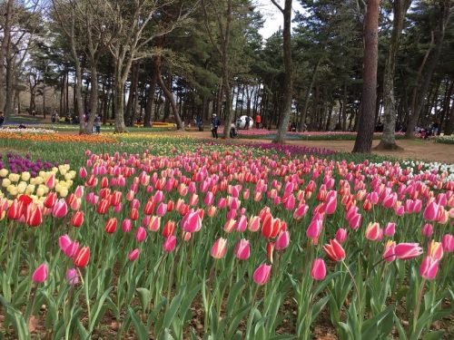 国営ひたち海浜公園のチューリップ