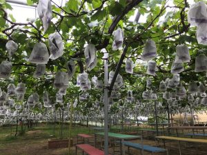 茨城県常陸太田のぶどう狩り