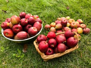 ヒメリンゴの収穫