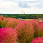 国営ひたち海浜公園のコキア