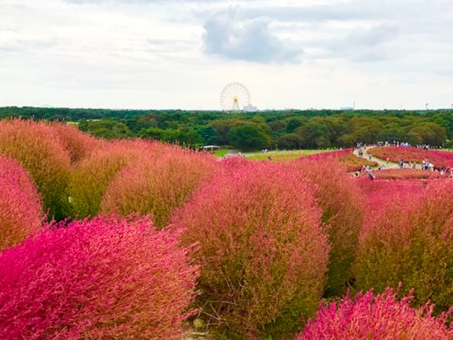 国営ひたち海浜公園のコキア