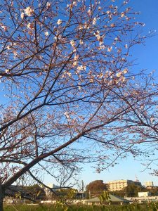 千波湖周辺のジュウガツザクラ