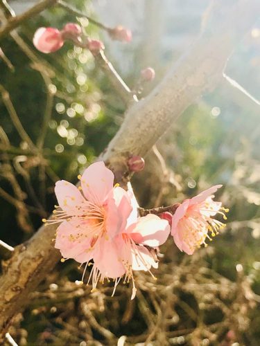 梅　水戸の梅まつり