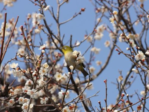 水戸　梅まつり