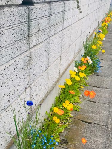 春　ポピー　ネモフィラ　矢車菊