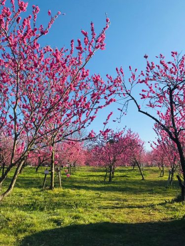 古河総合公園　古河公方公園　桃