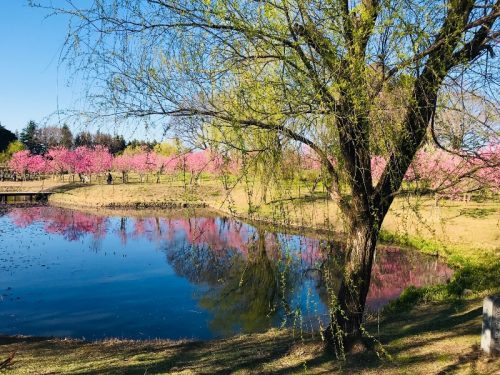 古河総合公園　古河公方公園　桃