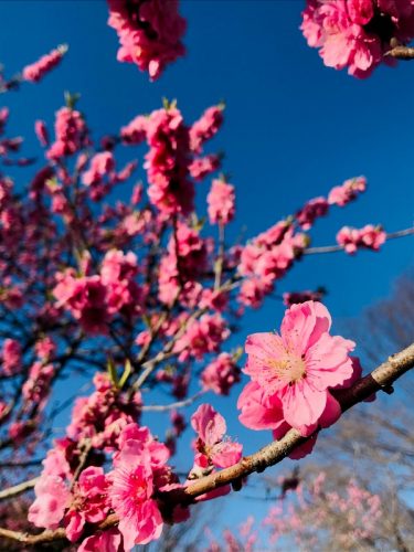 古河総合公園　古河公方公園　桃